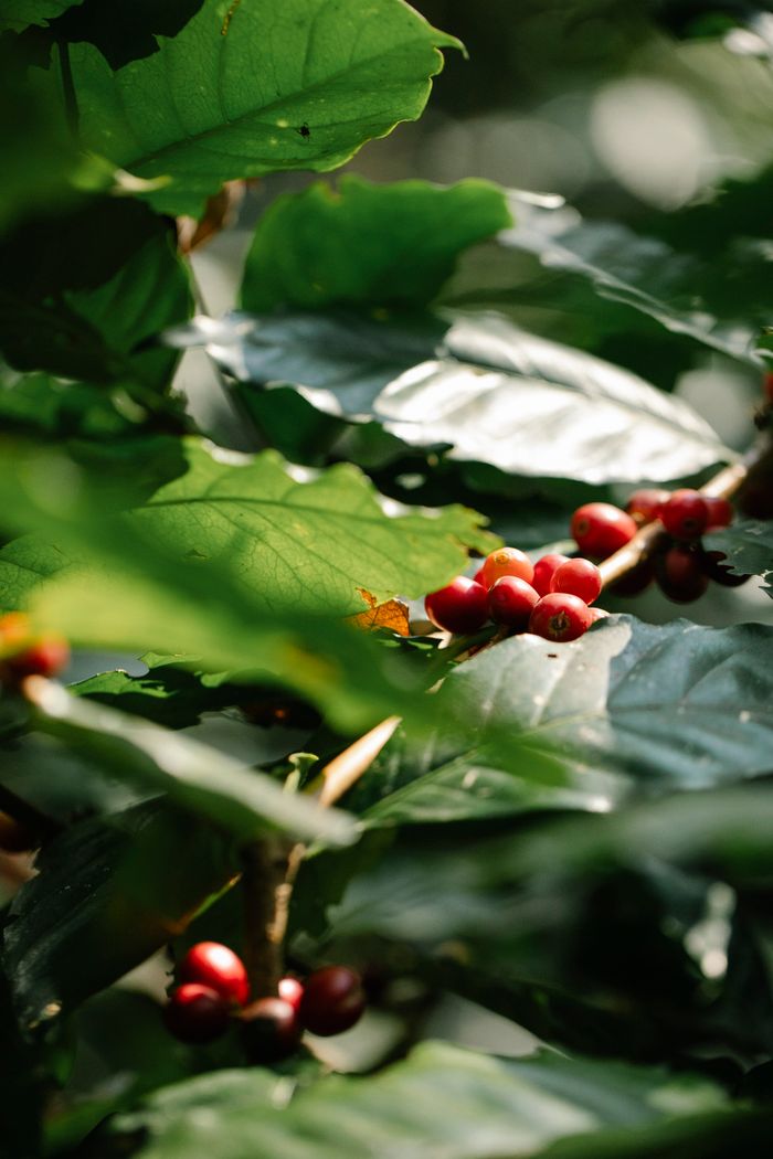 services-03 Red fragrant coffee cherries ripening on verdant shrub in garden on sunny weather