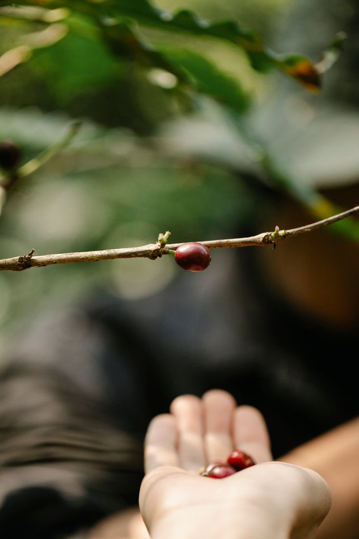 services-04 Crop anonymous gardener holding red ripe coffee berries in hand near green tree in farm on sunny day