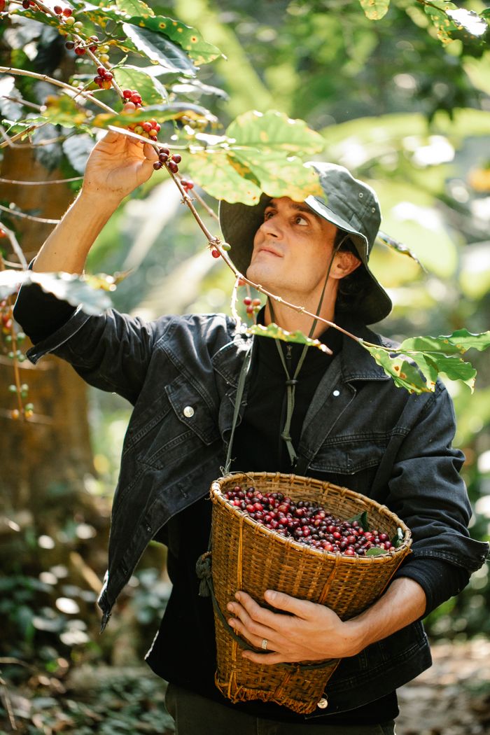 services-02 Concentrated young male farmer in casual clothes and hat collecting coffee beans from tree branches into wicker basket on sunny day in garden