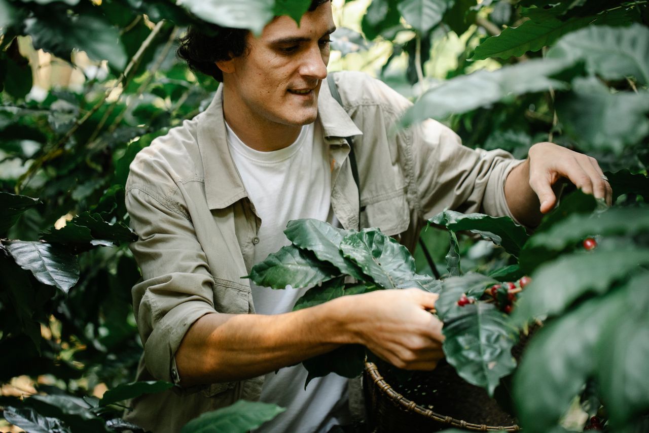 services-05 Crop focused male with wicker basket collecting ripe coffee beans while standing near green branches during harvesting season in woods